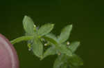 Piedmont bedstraw